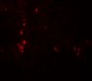 APG4B / ATG4B Antibody (C-Terminus)